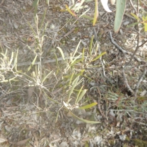 Acacia dawsonii at Majura, ACT - 4 Aug 2016 11:25 AM