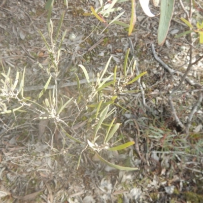 Acacia dawsonii (Dawson's Wattle) at Majura, ACT - 4 Aug 2016 by MichaelMulvaney