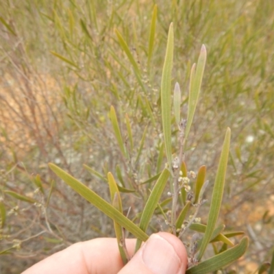 Acacia dawsonii (Dawson's Wattle) at Majura, ACT - 4 Aug 2016 by MichaelMulvaney