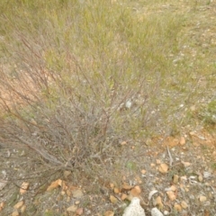 Acacia dawsonii at Majura, ACT - 4 Aug 2016 01:06 PM