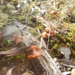 Laccaria sp. at Majura, ACT - 4 Aug 2016