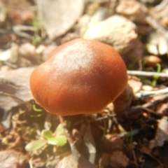 Laccaria sp. at Majura, ACT - 4 Aug 2016