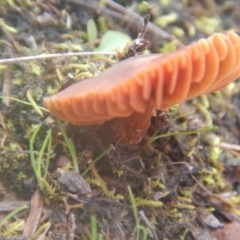 Laccaria sp. at Majura, ACT - 4 Aug 2016