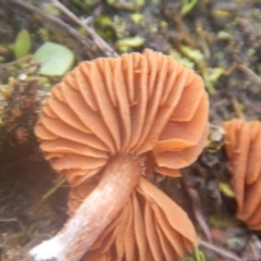 Laccaria sp. at Majura, ACT - 4 Aug 2016