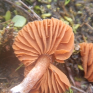 Laccaria sp. at Majura, ACT - 4 Aug 2016