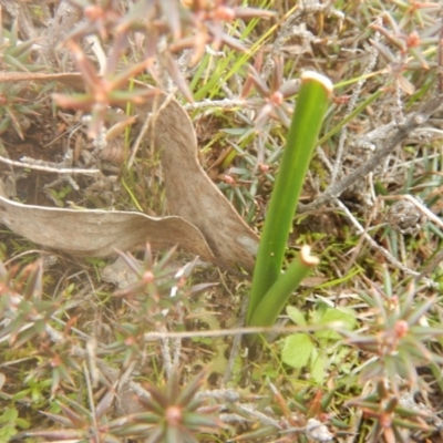 Inconclusive sighting (Inconclusive sighting) at Majura, ACT - 4 Aug 2016 by MichaelMulvaney