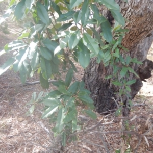 Photinia serratifolia at Majura, ACT - 4 Aug 2016