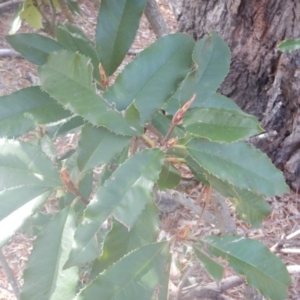 Photinia serratifolia at Majura, ACT - 4 Aug 2016