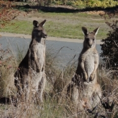 Macropus giganteus (Eastern Grey Kangaroo) at Pollinator-friendly garden Conder - 3 Aug 2016 by michaelb