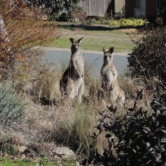 Macropus giganteus at Conder, ACT - 3 Aug 2016 01:50 PM