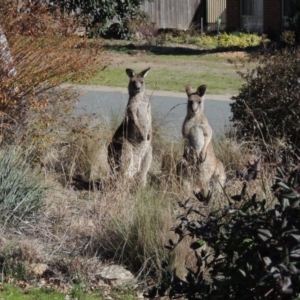 Macropus giganteus at Conder, ACT - 3 Aug 2016