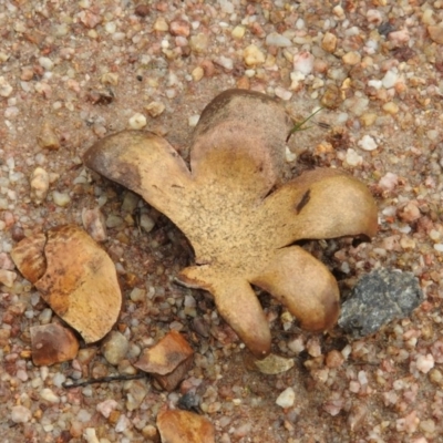 Scleroderma sp. (Scleroderma) at Paddys River, ACT - 26 Jun 2016 by RyuCallaway