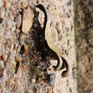 Scleroderma sp. at Paddys River, ACT - 26 Jun 2016