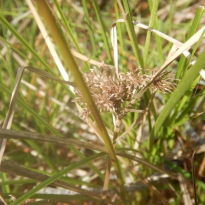 Cyperus lhotskyanus at Majura, ACT - 4 Aug 2016 by MichaelMulvaney