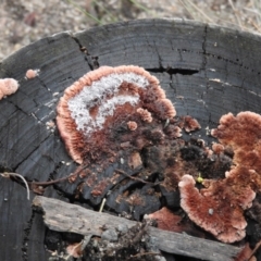 Rhodofomitopsis lilacinogilva complex (Lilac Shelf Fungus) at Paddys River, ACT - 26 Jun 2016 by RyuCallaway