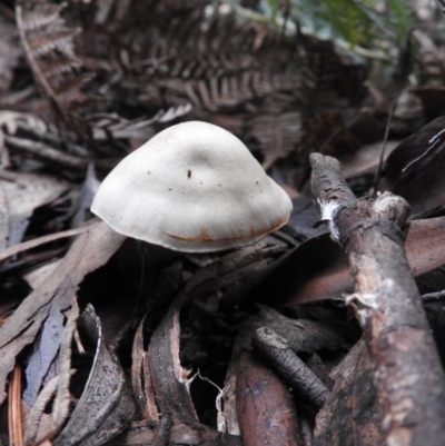 Unverified at Tidbinbilla Nature Reserve - 26 Jun 2016 by ArcherCallaway