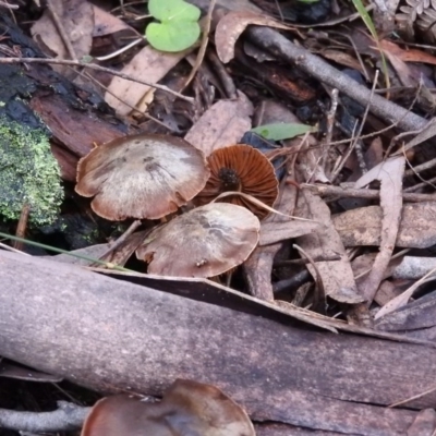 Unidentified at Tidbinbilla Nature Reserve - 26 Jun 2016 by ArcherCallaway