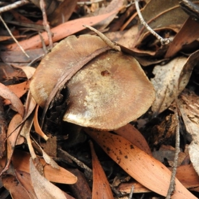 Unidentified at Tidbinbilla Nature Reserve - 26 Jun 2016 by ArcherCallaway