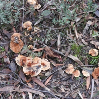 Unidentified at Tidbinbilla Nature Reserve - 26 Jun 2016 by ArcherCallaway