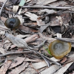 Cortinarius austrovenetus (Green Skinhead) at Paddys River, ACT - 26 Jun 2016 by ArcherCallaway