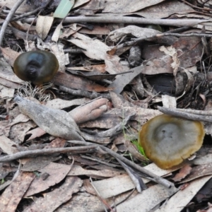 Cortinarius austrovenetus at Paddys River, ACT - 26 Jun 2016