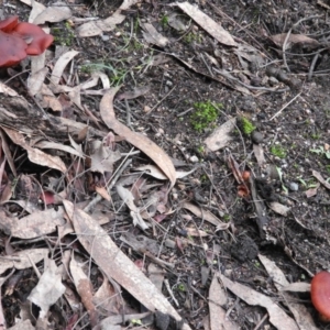 Dermocybe sp. at Paddys River, ACT - 26 Jun 2016