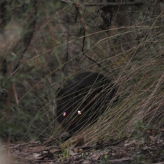 Potorous tridactylus (Long-nosed Potoroo) at Paddys River, ACT - 26 Jun 2016 by ArcherCallaway