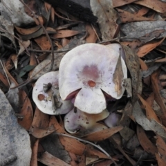 Cortinarius sp. (Cortinarius) at Paddys River, ACT - 26 Jun 2016 by ArcherCallaway