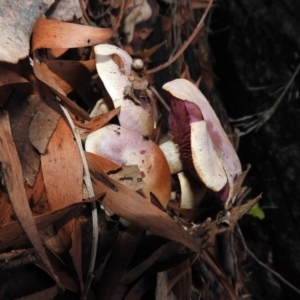 Cortinarius sp. at Paddys River, ACT - 26 Jun 2016