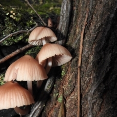 Mycena sp. (genus) (Mycena) at Paddys River, ACT - 26 Jun 2016 by ArcherCallaway