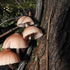 Mycena sp. (Mycena) at Paddys River, ACT - 26 Jun 2016 by ArcherCallaway