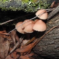 Mycena sp. at Paddys River, ACT - 26 Jun 2016