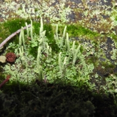 Cladonia sp. (genus) (Cup Lichen) at Tidbinbilla Nature Reserve - 26 Jun 2016 by ArcherCallaway