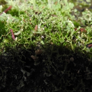 Cladia aggregata at Paddys River, ACT - 26 Jun 2016