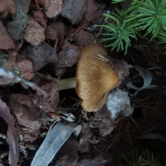 Inocybe sp. (Inocybe) at Fadden, ACT - 29 Jun 2016 by RyuCallaway