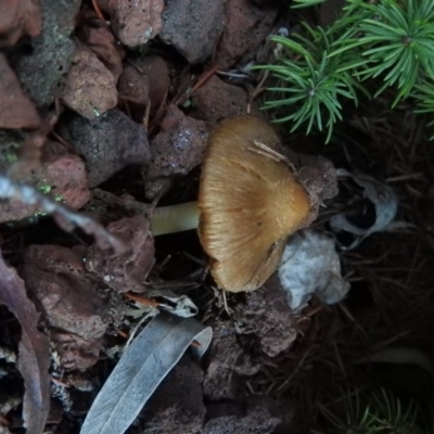 Inocybe sp. (Inocybe) at Fadden, ACT - 29 Jun 2016 by ArcherCallaway