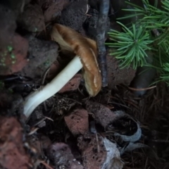 Inocybe sp. at Fadden, ACT - 29 Jun 2016