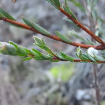 Pimelea linifolia subsp. linifolia (Queen of the Bush, Slender Rice-flower) at Wanniassa Hill - 1 Jul 2016 by RyuCallaway