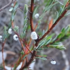 Pimelea linifolia subsp. linifolia at Fadden, ACT - 2 Jul 2016 08:20 AM