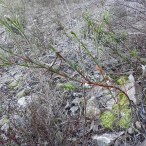 Pimelea linifolia subsp. linifolia at Fadden, ACT - 2 Jul 2016