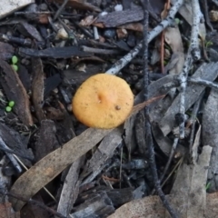 Unidentified at Wanniassa Hill - 1 Jul 2016 by ArcherCallaway