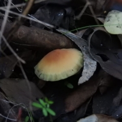 Hypholoma sp. (Hypholoma) at Fadden, ACT - 2 Jul 2016 by RyuCallaway