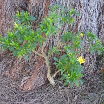 Euryops chrysanthemoides (South African Bush Daisy) at Fadden, ACT - 2 Jul 2016 by RyuCallaway