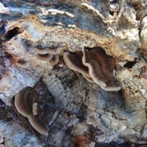 Trametes sp. at Fadden, ACT - 3 Jul 2016