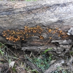 Calocera sp. (A stagshorn fungus) at Callum Brae - 3 Jul 2016 by RyuCallaway