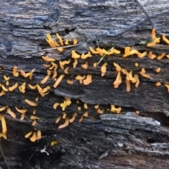 Calocera sp. at Symonston, ACT - 4 Jul 2016