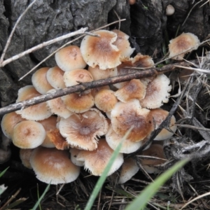 zz agaric (stem; gills white/cream) at Symonston, ACT - 4 Jul 2016