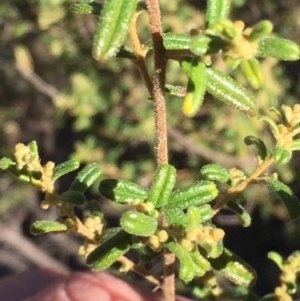 Pomaderris angustifolia at Banks, ACT - 4 Aug 2016