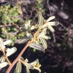 Pomaderris angustifolia at Banks, ACT - 4 Aug 2016