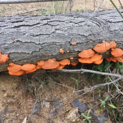 Trametes coccinea (Scarlet Bracket) at Symonston, ACT - 4 Jul 2016 by ArcherCallaway